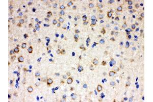 Anti- ULK3 Picoband antibody, IHC(P) IHC(P): Rat Brain Tissue