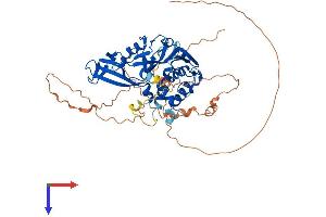 AlphaFold protein structure predicition of Human Recombinant USP17L2 Protein, UniprotID Q6R6M4 (USP17L2 Protein (AA 1-530) (His tag))