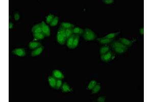 Immunofluorescent analysis of HepG2 cells using ABIN7167425 at dilution of 1:100 and Alexa Fluor 488-congugated AffiniPure Goat Anti-Rabbit IgG(H+L) (REST antibody  (AA 250-350))
