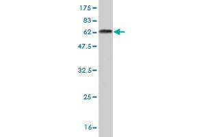 Western Blot detection against Immunogen (61. (NK2 Homeobox 5 antibody  (AA 1-324))