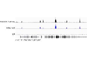 CUT&Tag data produced from human K562 cells using ABIN101961 as a secondary antibody in conjunction with an H3K4me3 antibody (middle) or without a primary antibody as negative control (bottom) in comparison to an ENCODE ChIP-seq data set (top). (Guinea Pig anti-Rabbit IgG (Heavy & Light Chain) Antibody - Preadsorbed)