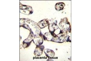FKBP7 Antibody (C-term) (ABIN656813 and ABIN2846027) immunohistochemistry analysis in formalin fixed and paraffin embedded human placenta tissue followed by peroxidase conjugation of the secondary antibody and DAB staining. (FKBP7 antibody  (C-Term))