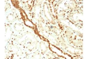 Immunohistochemistry (IHC) image for anti-Emerin (EMD) (AA 56-167) antibody (ABIN6939304)