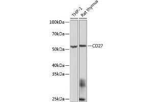 Western blot analysis of extracts of various cell lines, using CD27 Rabbit mAb (ABIN7266175) at 1:1000 dilution. (CD27 antibody)