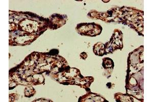 Immunohistochemistry of paraffin-embedded human placenta tissue using ABIN7151774 at dilution of 1:100 (ELMO2 antibody  (AA 304-371))