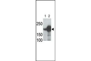 LRP5 Antibody (C-term) (ABIN390099 and ABIN2837931) is used in Western blot to detect recombinant human LRP5 (Lane 1) and mouse LRP5 (Lane 2) proteins in transfected 293 cell lysates.