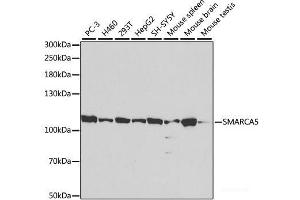 Western blot analysis of extracts of various cell lines using SMARCA5 Polyclonal Antibody at dilution of 1:1000. (SMARCA5 antibody)