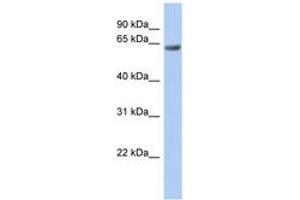 Image no. 1 for anti-TBC1 Domain Family, Member 10B (TBC1D10B) (AA 683-732) antibody (ABIN6742484)