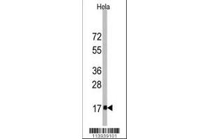Western blot analysis of anti-IFITM3 Antibody in Hela cell line lysates (35ug/lane). (Fagilis (AA 64-93) antibody)
