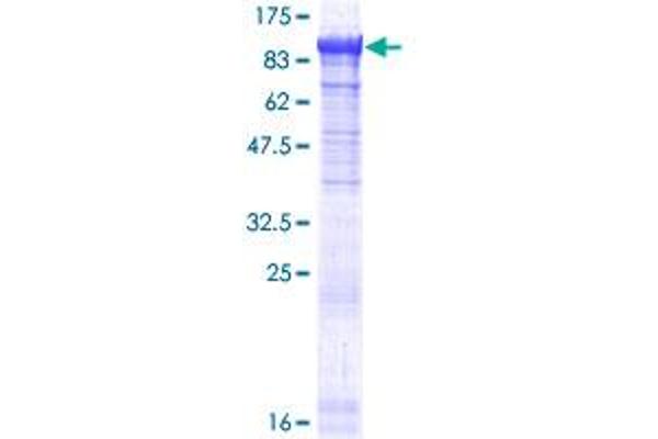 PANK4 Protein (AA 1-773) (GST tag)