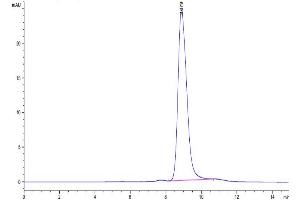 The purity of Biotinylated Cynomolgus BTN3A1/CD277 is greater than 95 % as determined by SEC-HPLC. (BTN3A1 Protein (AA 1-219) (His-Avi Tag,Biotin))