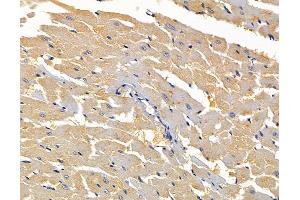 anti-ATX1 Antioxidant Protein 1 Homolog (ATOX1) antibody