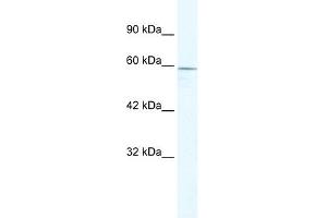 ZBTB7C antibody (20R-1080) used at 0. (ZBTB7C antibody  (N-Term))