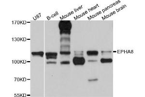Western blot analysis of extract of various cells, using EPHA8 antibody. (EPH Receptor A8 antibody)