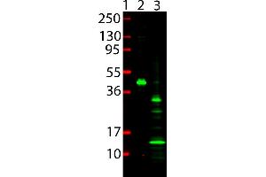 Western Blot showing detection of 6x HIS Epitope Tag. (His Tag antibody  (DyLight 800))
