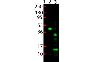 Western Blot showing detection of 6x HIS Epitope Tag.