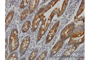 Image no. 1 for anti-Cytochrome C Oxidase Subunit VIc (COX6C) (AA 1-76) antibody (ABIN598621) (COX6C antibody  (AA 1-76))