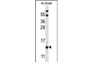 UQCRB Antibody (Center) (ABIN656885 and ABIN2846085) western blot analysis in mouse liver tissue lysates (35 μg/lane). (UQCRB antibody  (AA 34-61))