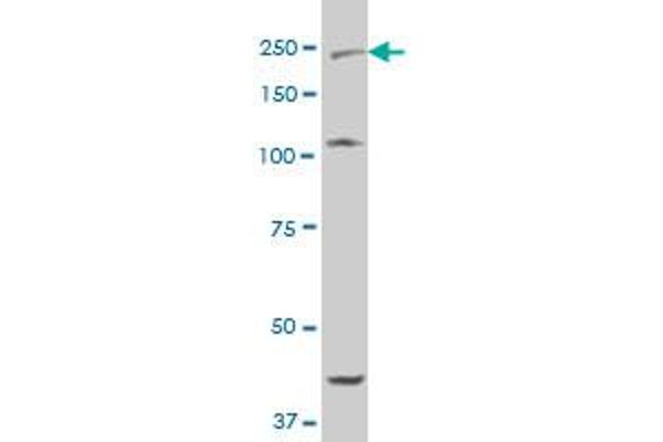 BAI2 antibody  (AA 22-108)