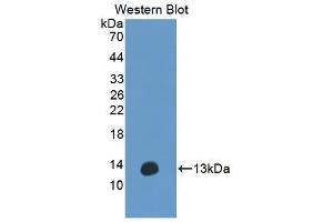 Western Blotting (WB) image for anti-Anoctamin 6 (ANO6) (AA 744-824) antibody (ABIN7436141)