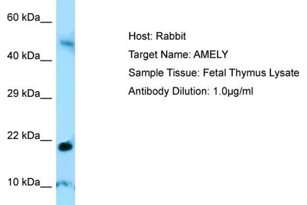 AMELY antibody  (C-Term)