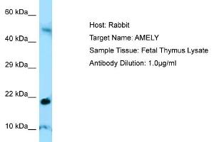 AMELY antibody  (C-Term)