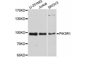 Western blot analysis of extracts of various cell lines, using PIK3R1 antibody (ABIN5998514) at 1/1000 dilution. (PIK3R1 antibody)