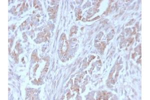 ICOSLG antibody  (AA 23-149)