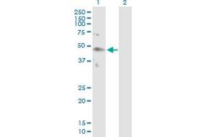 Western Blot analysis of KIR2DL4 expression in transfected 293T cell line by KIR2DL4 MaxPab polyclonal antibody.