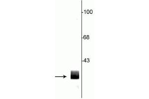 Western blot of rat hippocampal lysate showing specific immunolabeling of the ~29 kDa 14-3-3 protein. (14-3-3 (YWHA) (N-Term) antibody)