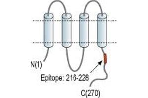 Representative domain view of the target of ABIN7043204.
