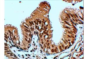 ABIN185059 (4µg/ml) staining of paraffin embedded Human Lung. (FBXL12 antibody  (C-Term))