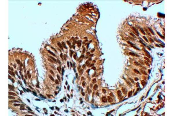 FBXL12 antibody  (C-Term)