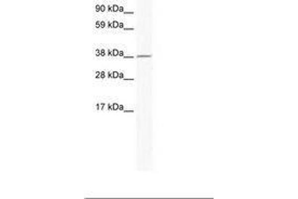 RNF130 antibody  (AA 44-93)