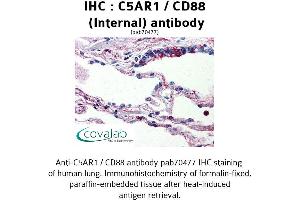Image no. 1 for anti-Complement Component 5a Receptor 1 (C5AR1) (Internal Region) antibody (ABIN1732499) (C5AR1 antibody  (Internal Region))