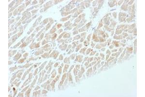 IHC testing of FFPE rat heart with NSE antibody (clone ENO2/1462). (ENO2/NSE antibody  (AA 416-433))