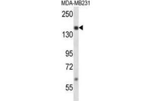 Western blot analysis in MDA-MB231 cell line lysates (35ug/lane) using NCOA1 / SRC1  Antibody .