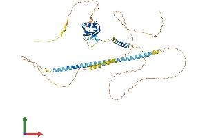 Protein Structure (PS) image for Splicing Regulatory Glutamine/lysine-Rich Protein 1 (SREK1) (AA 1-494) protein (His tag) (ABIN7559059)