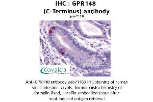 Image no. 1 for anti-G Protein-Coupled Receptor 148 (GPR148) (C-Term) antibody (ABIN1734952) (GPR148 antibody  (C-Term))