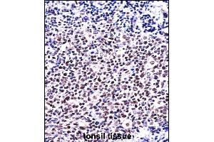 NFATC1 Antibody (C-term) ((ABIN657821 and ABIN2846788))immunohistochemistry analysis in formalin fixed and paraffin embedded human tonsil tissue followed by peroxidase conjugation of the secondary antibody and DAB staining. (NFATC1 antibody  (C-Term))
