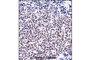 NFATC1 Antibody (C-term) ((ABIN657821 and ABIN2846788))immunohistochemistry analysis in formalin fixed and paraffin embedded human tonsil tissue followed by peroxidase conjugation of the secondary antibody and DAB staining. (NFATC1 antibody  (C-Term))