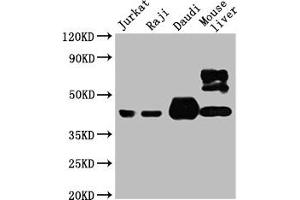 Western Blotting (WB) image for anti-CD48 (CD48) (AA 27-220) antibody (ABIN7147163)