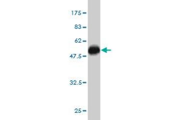 Paralemmin 2 antibody  (AA 321-411)