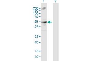Western Blot analysis of TRIM21 expression in transfected 293T cell line by TRIM21 MaxPab polyclonal antibody. (TRIM21 antibody  (AA 1-475))