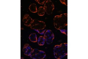 Immunofluorescence analysis of human placenta cells using PSG1 antibody (ABIN6132526, ABIN6146294, ABIN6146296 and ABIN6222029) at dilution of 1:100. (PSG1 antibody  (AA 180-419))