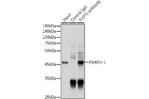 Immunoprecipitation analysis of 300 μg extracts of HeLa cells using 3 μg Flotillin 1 antibody (ABIN6127929, ABIN6140683, ABIN6140684 and ABIN6221813).