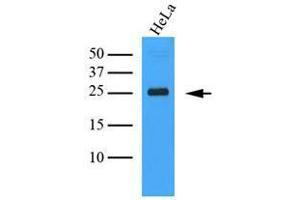 Cell lysates of HeLa (35 ug) were resolved by SDS-PAGE, transferred to nitrocellulose membrane and probed with anti-human MInitrocelluloseLE (1:1000). (CLEC4E antibody  (AA 41-219))