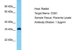 Host: Rabbit Target Name: CD81 Sample Type: Placenta lysates Antibody Dilution: 1. (CD81 antibody  (C-Term))