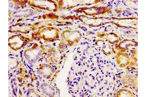 Immunohistochemistry of paraffin-embedded human kidney tissue using ABIN7154513 at dilution of 1:100 (GHSR antibody  (AA 1-40))