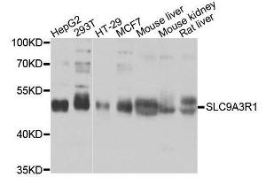 Western blot analysis of extracts of various cell lines, using SLC9A3R1 antibody. (SLC9A3R1 antibody  (AA 189-358))